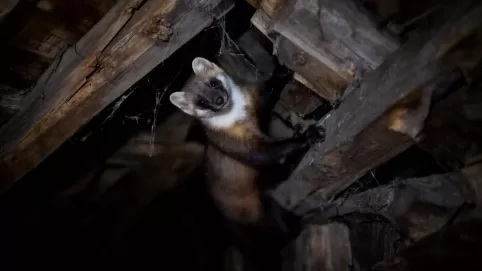 jak kuna wchodzi na poddasze